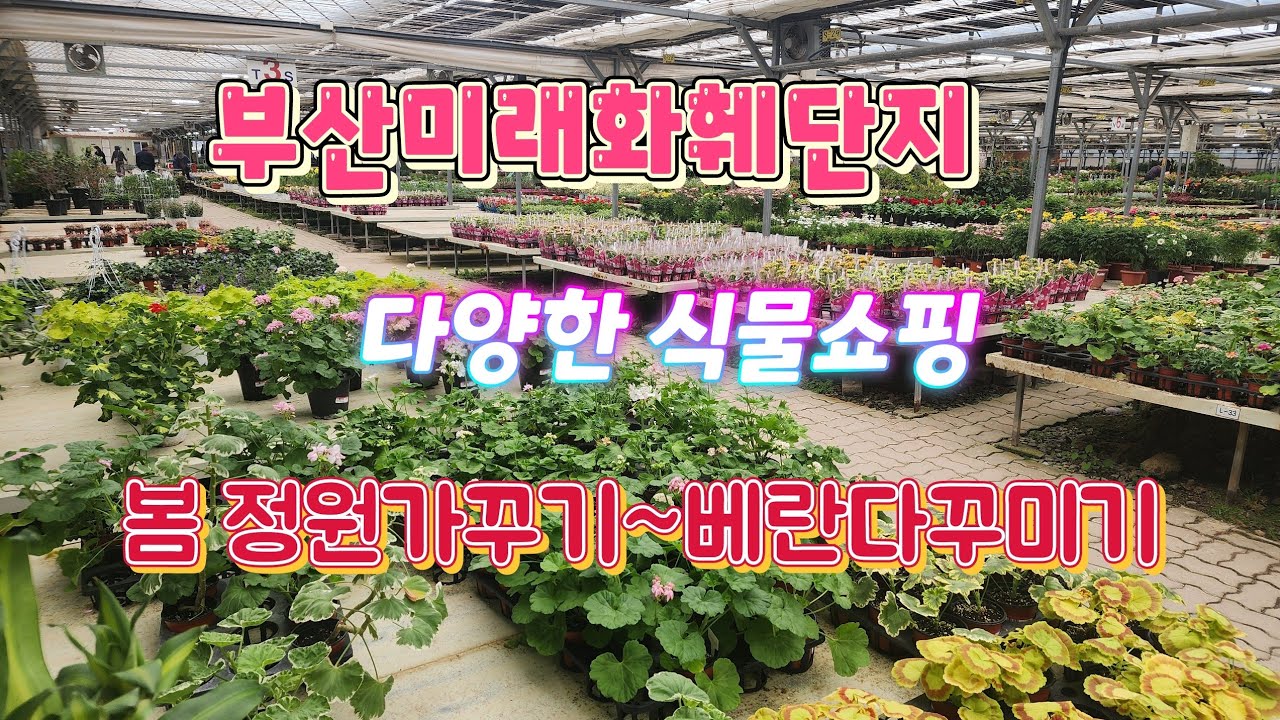 봄의화원~ 부산미래화훼단지 ~ 공기정화식물~난~봄마중 #부산미래화훼단지#호접난#카랑코에#수국#앵초#라푼젤다육