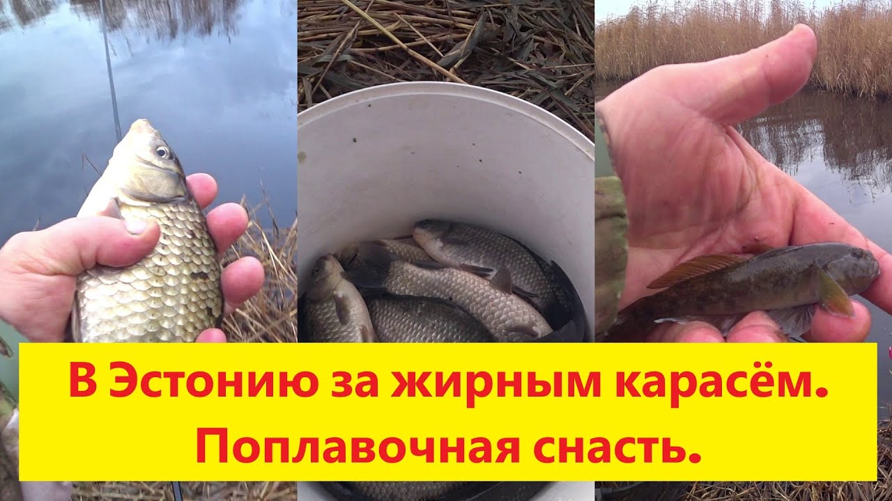В Эстонию за жирным морским карасём. Рыбалка на поплавочную снасть. Uz Igaunīju pēc treknām karūsām.