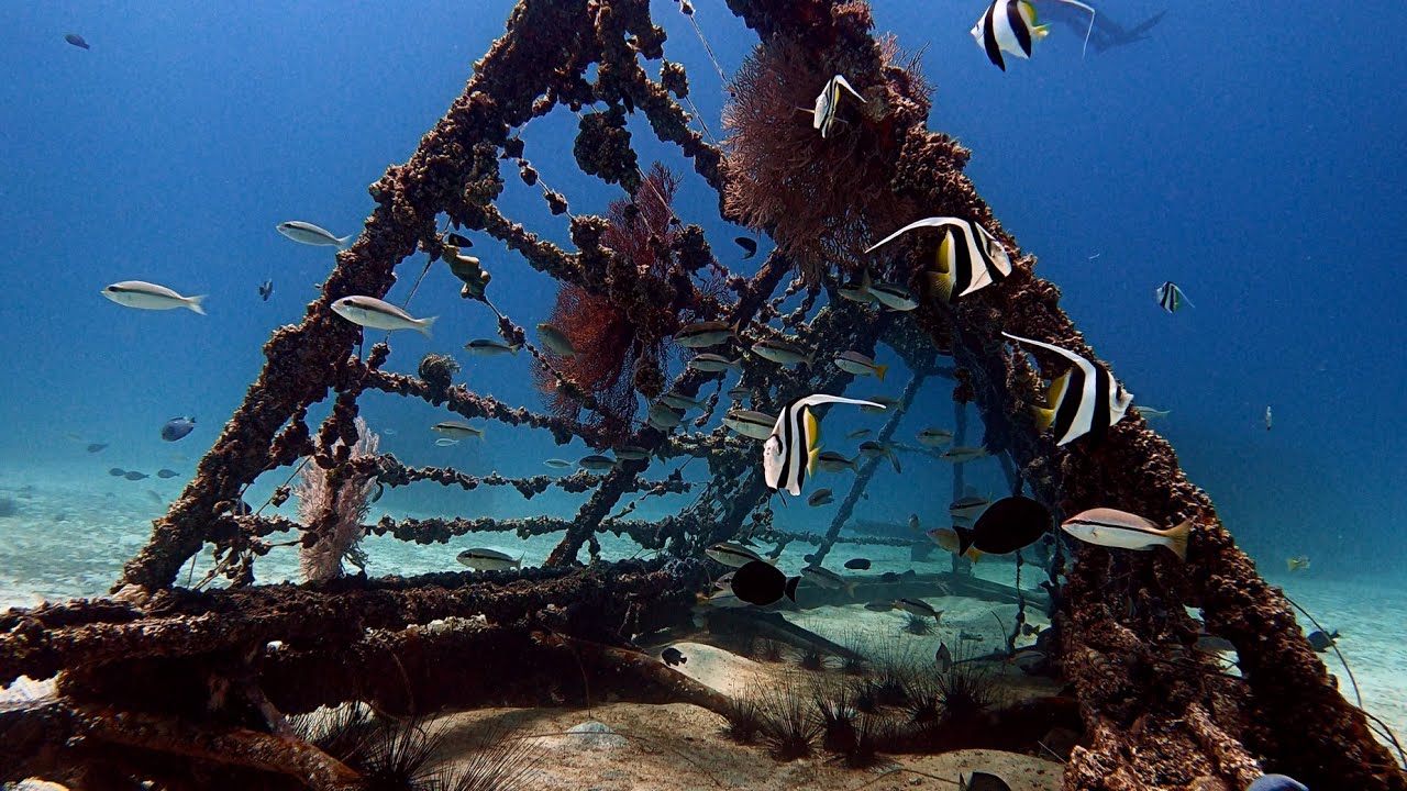 Malapascua House Reef / Evo Reef Philippines  / Reef Dive