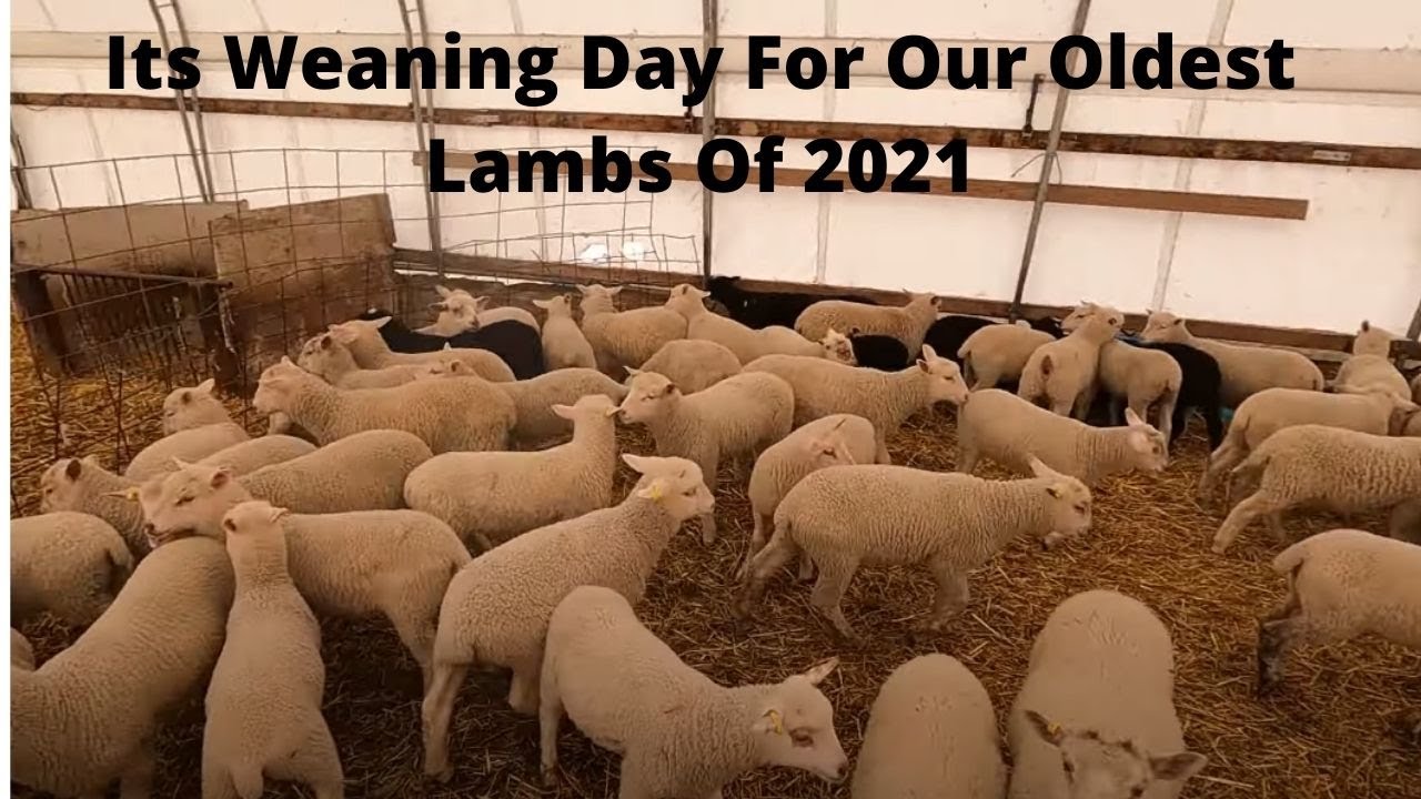 Its Time To Wean Lambs