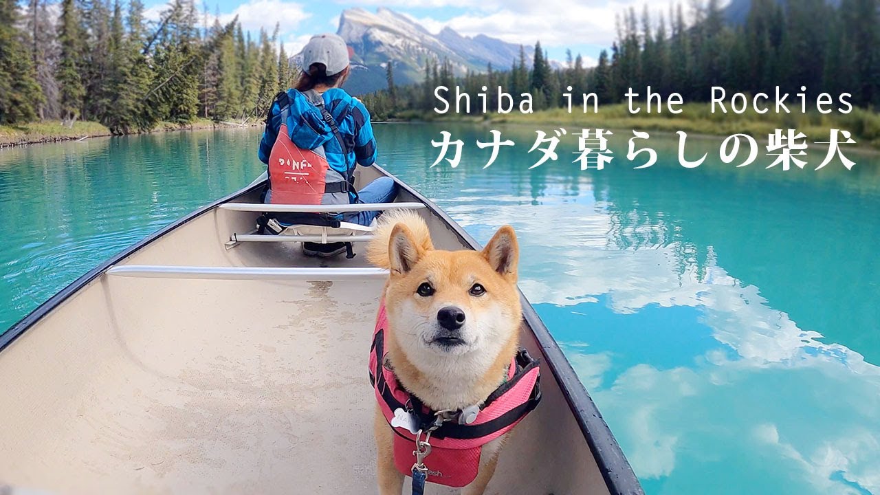 バンフのボウ川でカヌー体験をする柴犬ナラ｜4K｜カナダ海外生活での癒しの時間｜Shiba Inu, canoeing at Bow River in Banff