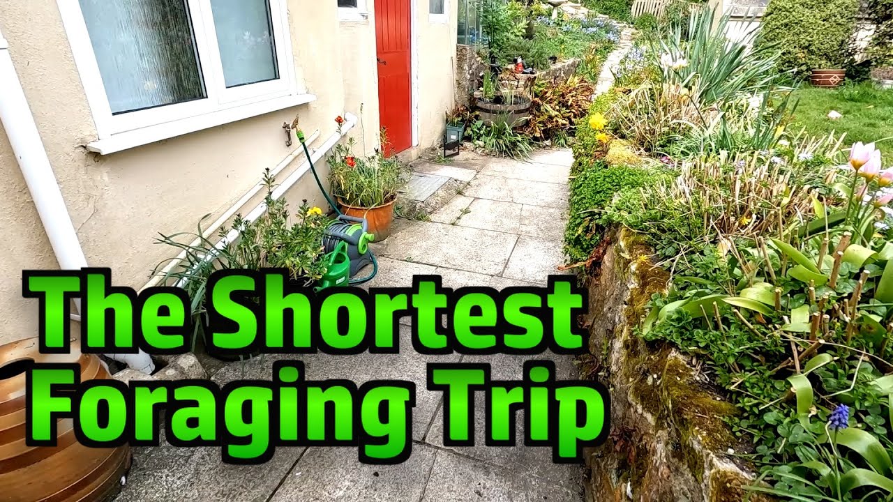 This Common Garden Weed is Edible (and Delicious!) - Hairy Bittercress