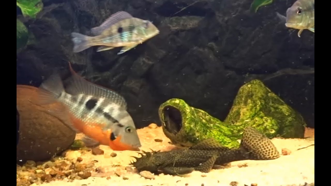 Pielęgnica Meeka walczy z Glonojadem - Thorichthys Meeka fighting Ancistrus