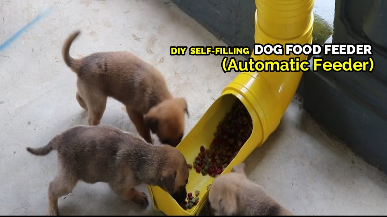 DIY Self-Filling Dog Food Feeder (Automatic Feeder)