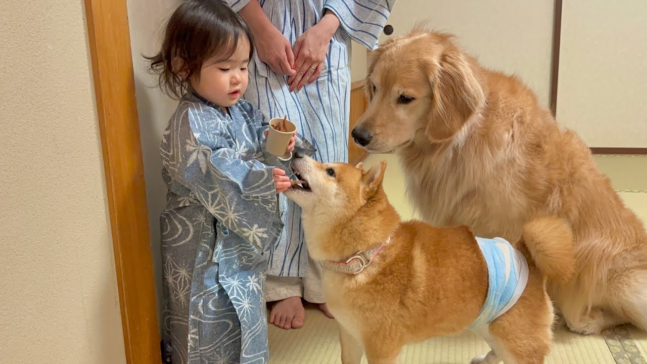 お土産を持って帰ってきてくれた1歳児を歓迎する豆柴とゴールデンレトリバー