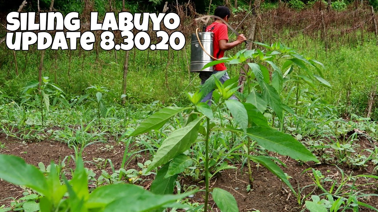 Update sa Tanim natin na Siling Labuyo Aug 30, 2020