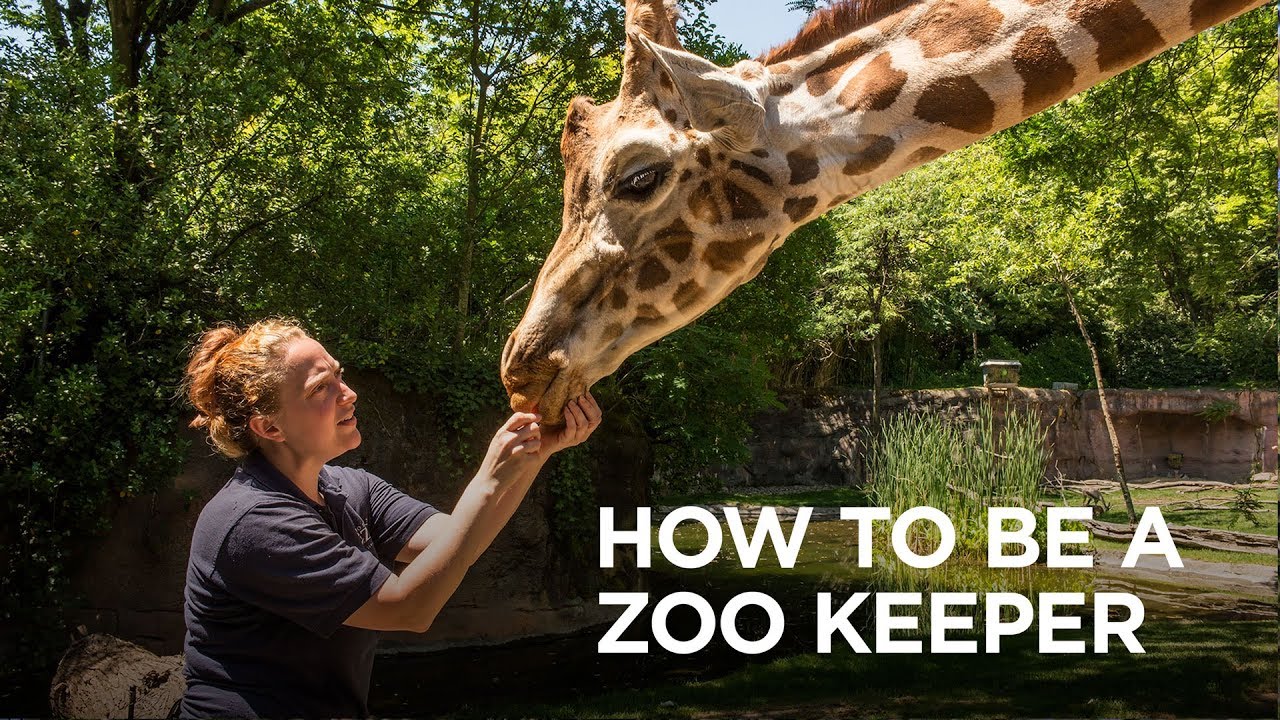 How to be a zoo keeper