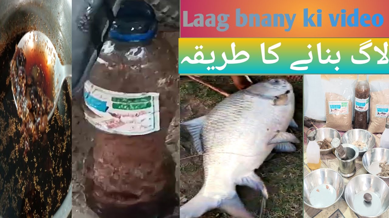 Laag bnany ka tarika|For big size catla Rahu gulfam mirgal fishing