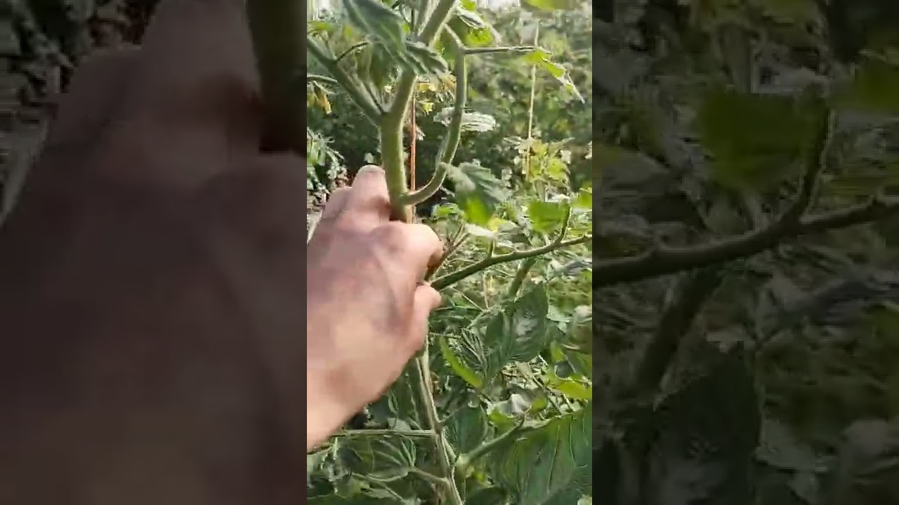 truco para cosechar muchos tomates 🍅