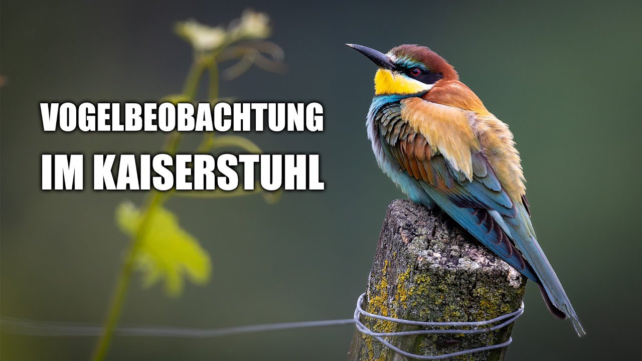 Bienenfresser, Neuntöter und Turmfalke - Vogelbeobachtung im Kaiserstuhl