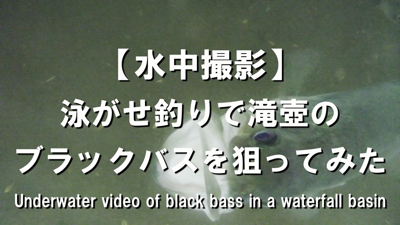 【水中撮影】泳がせ釣りで滝壺のブラックバスを狙ってみた / Underwater video of black bass in a waterfall basin