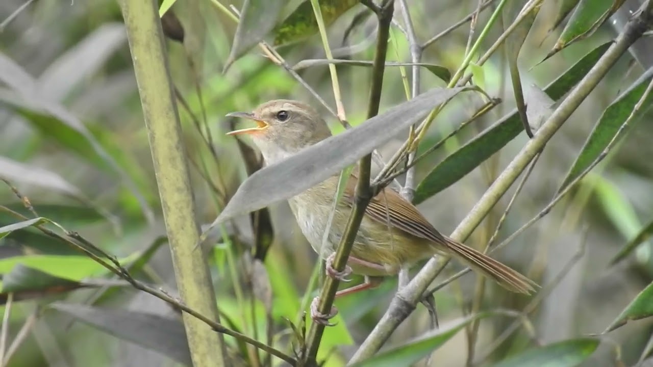 Brownish flanked Bush Warbler singing