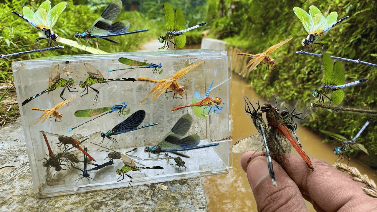 Hunting Top Dragonfly & Damselfly on backyard