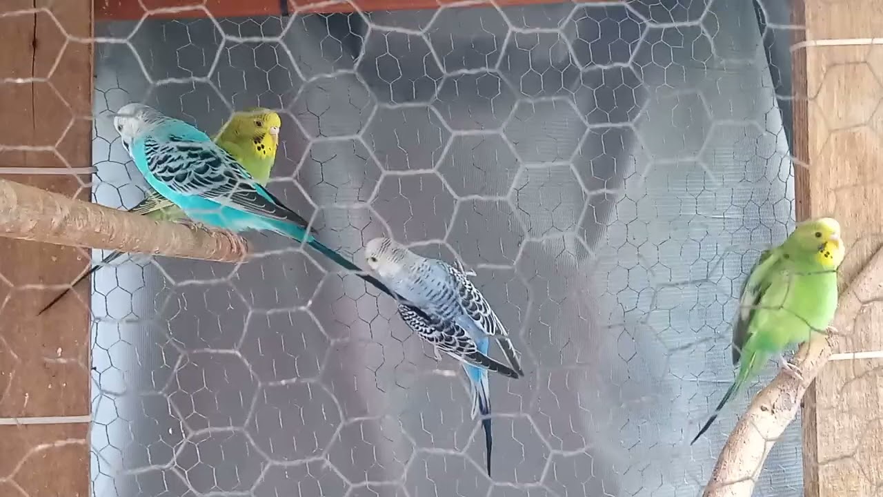 Periquito Australiano 