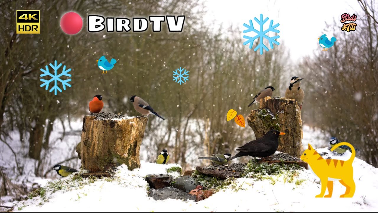 Birds for Cats to watch:  Winter CAT Entertainment in 4K HDR #cattv #birdsforcats #birdwatch007