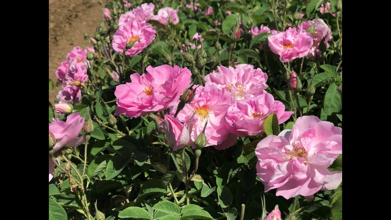 Gül Hasadı ve Gül Yağı Yapımı, Oil Rose Harvest and How To Make Rose Oil.