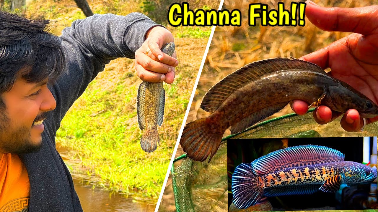 😳Giant Channa Fish Caught from Assam Mountains🏔️🔥| Channa Fishing | Fishing in Assam River