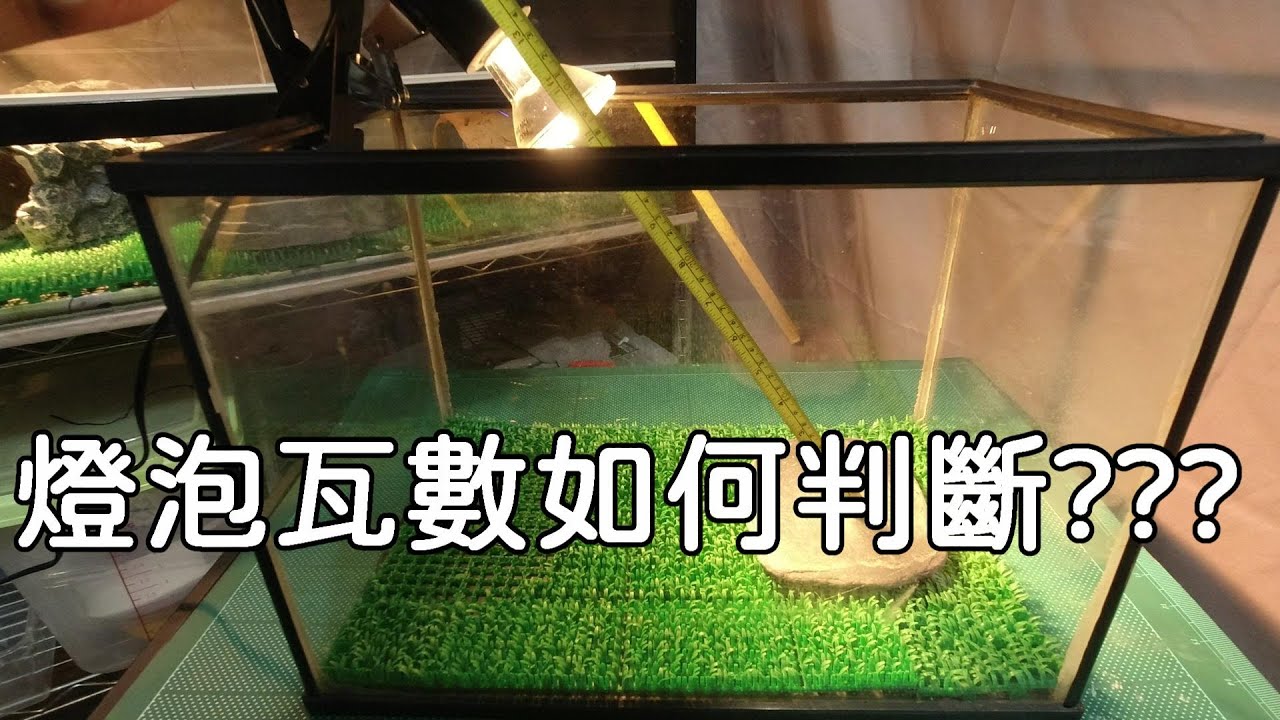 燈泡瓦數到底該如何判斷呢???【九桃分享養爬蟲-《Reptiles》】