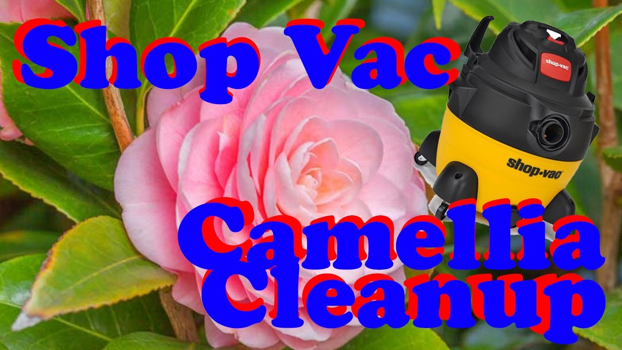 Best Camellia Bush Flower Removal/Cleanup (Hint: Use a shop Vacuum)!