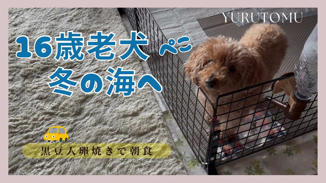 【56歳主婦と老犬の暮らし】16歳老犬ぺこと海へドライブ｜黒豆入卵焼きで朝食｜初詣はお留守番