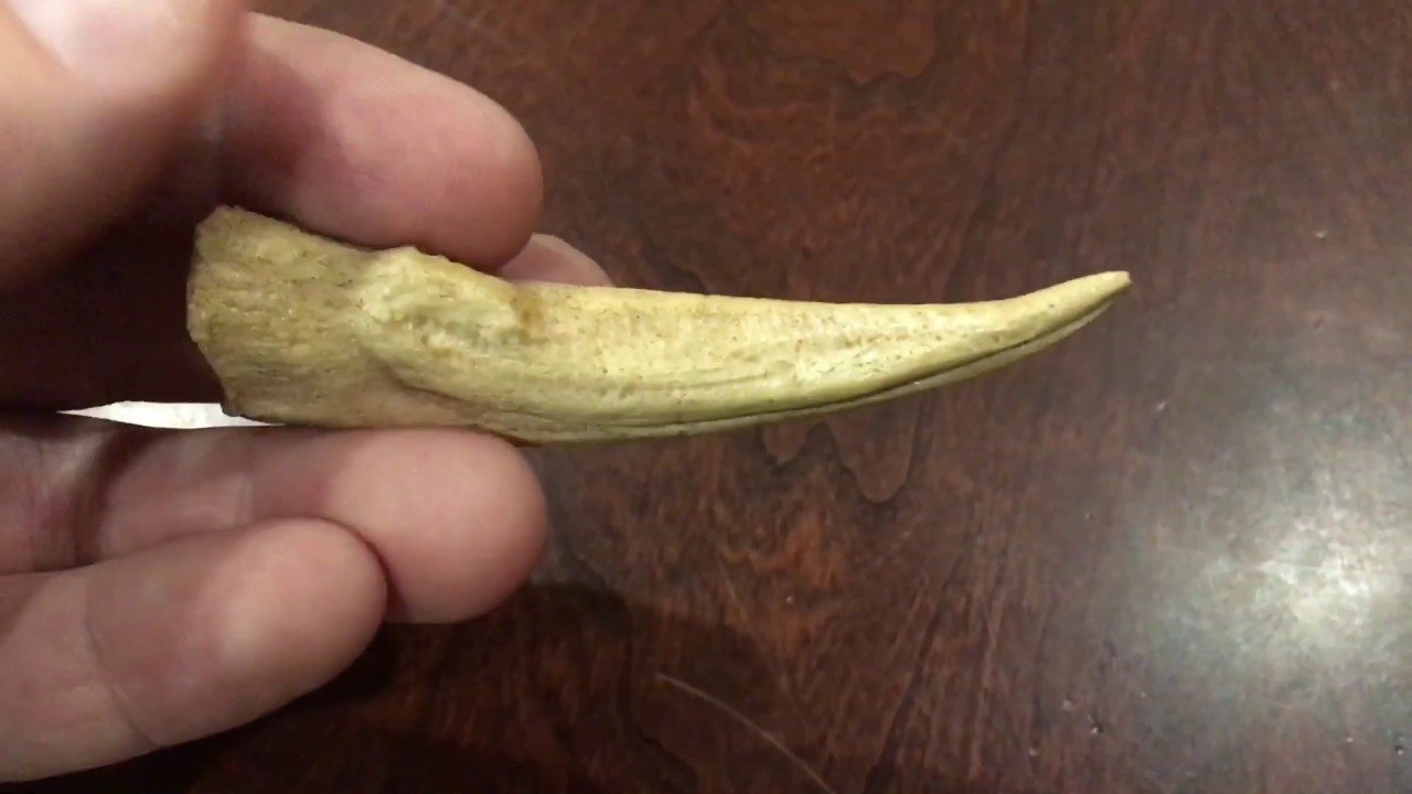 Ornithomimus Dinosaur Claw | Model Replica Casting Resin | Video Review
