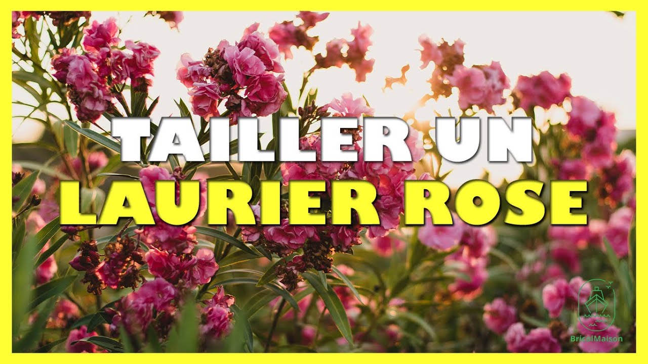 Quand et comment tailler un laurier rose