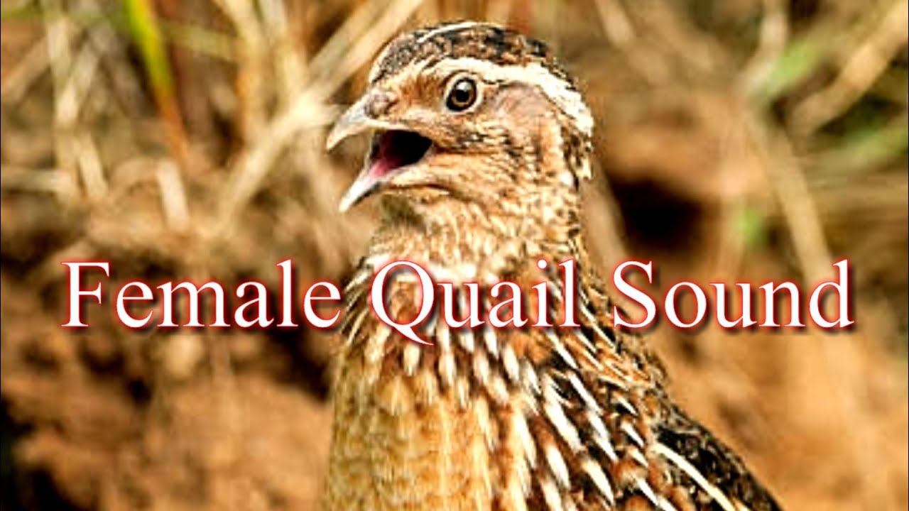 Female Quail sound | madi batair ki awaz | batair karkaree