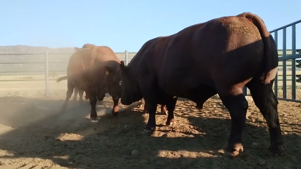 MASSIVE BANG- WELCOMING NEW BONSMARA BULLS TO THE FARM #beeste #animals #beefcattle #BONSMARA #SA