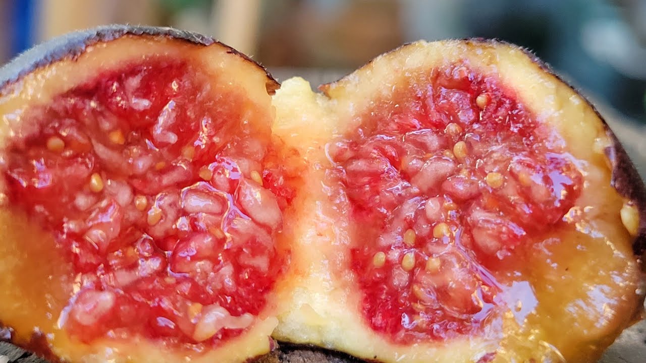 Saint Rita  main crop .August 8, 2023 #figs