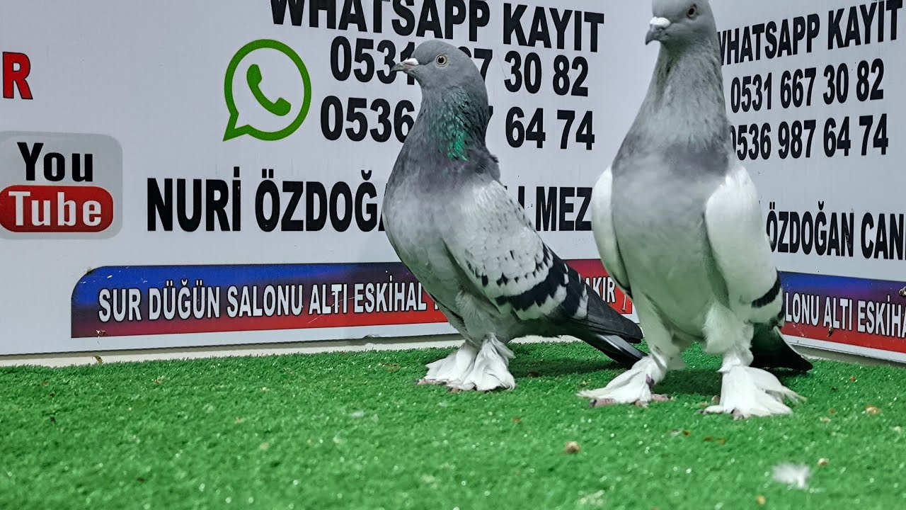 Ahmet Kayran Nuri Özdoğan canlı mezat kanalı canlı yayında