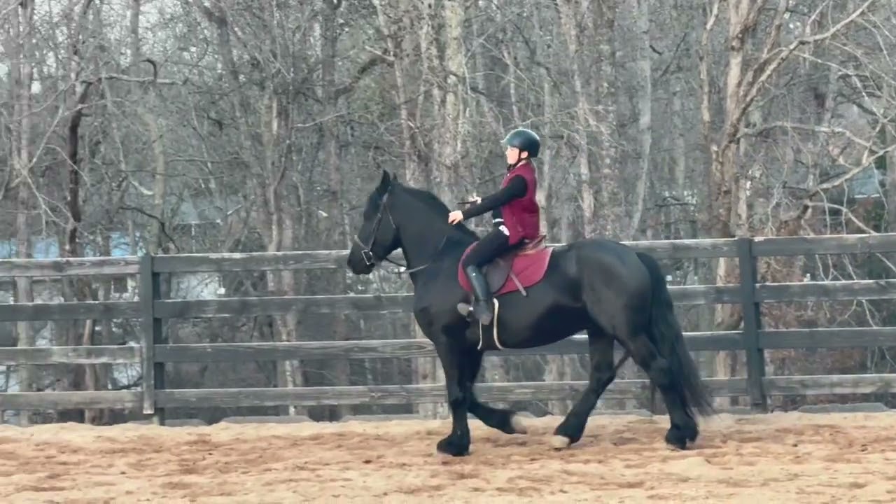 Carolina Sport Horses - Valentino Sneak Peek