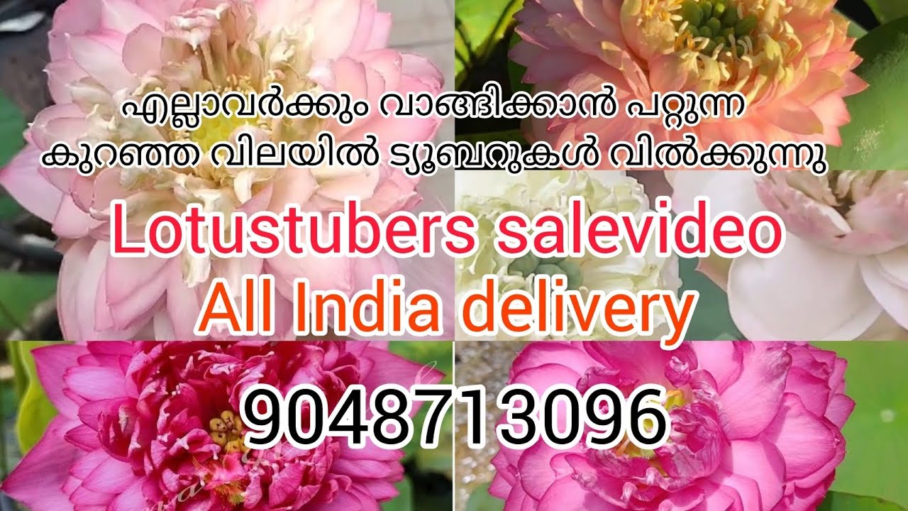 എല്ലാവർക്കും വാങ്ങിക്കാവുന്ന വിലയിൽ lotustubers