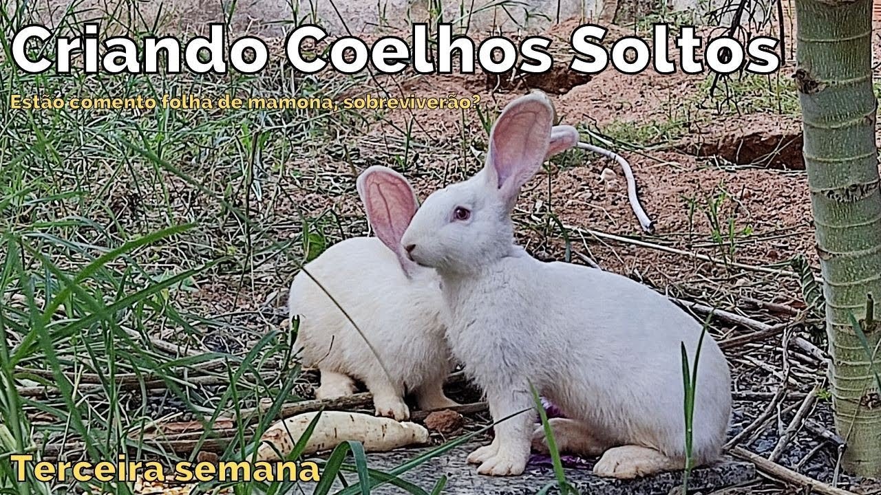 Criando Coelhos Soltos no Quintal