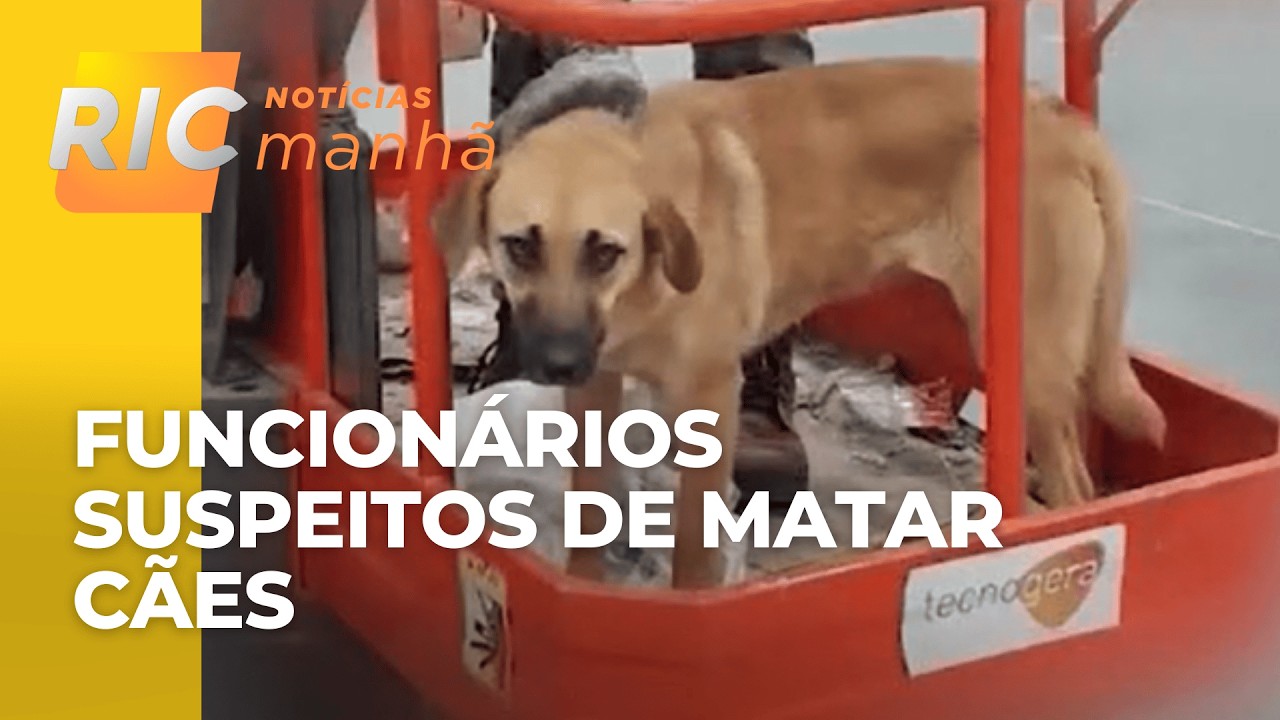 Maus tratos: uma mulher denuncia funcionários de e-commerce que teriam matado cães comunitários