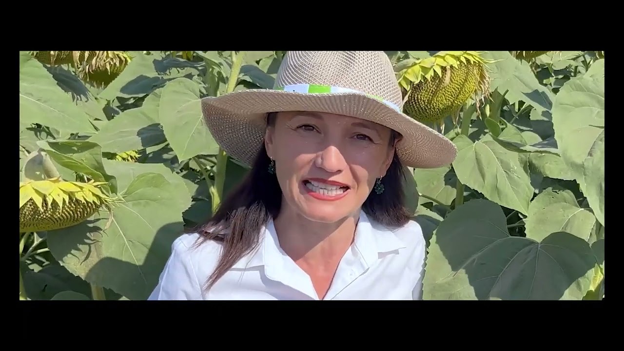 🌻Floarea Soarelui Lidea - ES CEYLON SU - Corina Cosac