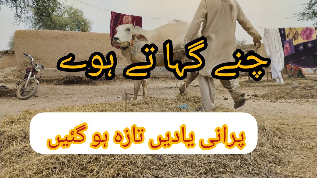 Cow rolling on Gram -   بیل چنے گہا تے ہوے  #vlog