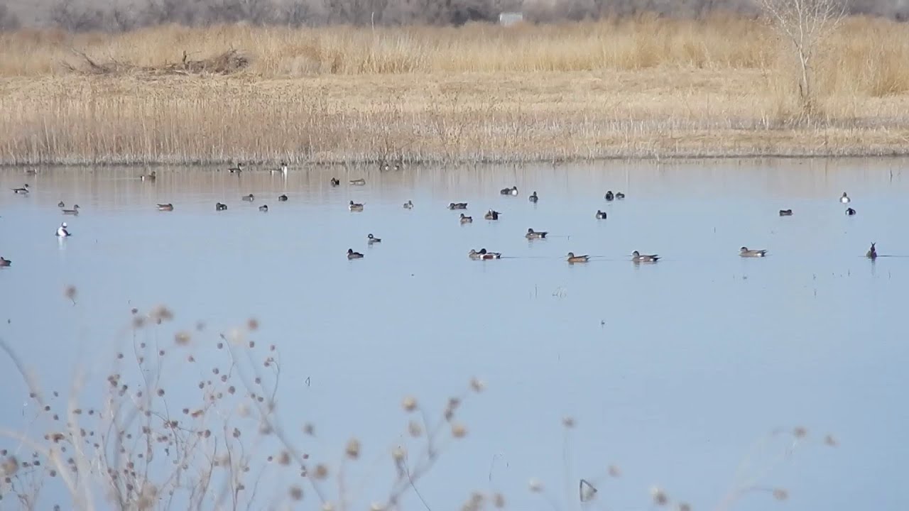 W. S. Huey Bird Sanctuary (2/7/26)