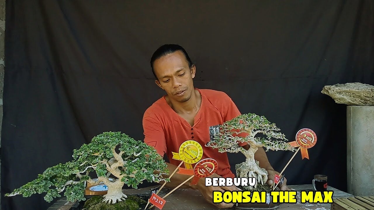BONSAI SANCANG | dapat best 10 langsung deal ke Bali