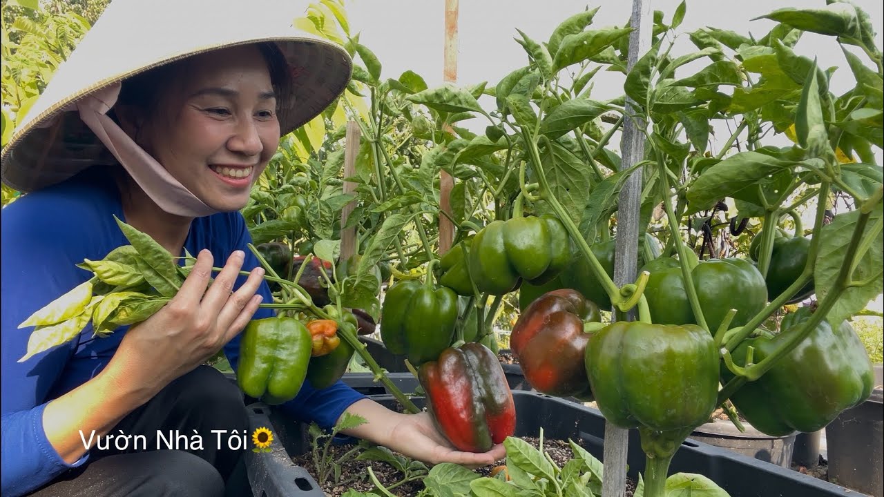✅ Bội Thu Ớt Chuông, Cà Chua Tươi Rói Trồng Trước Sân Nhà