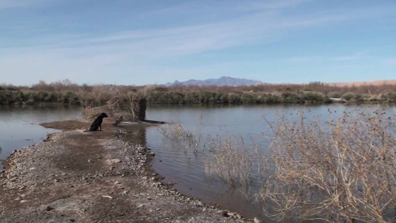 Dog Training Labrador Retriever - bumper boy