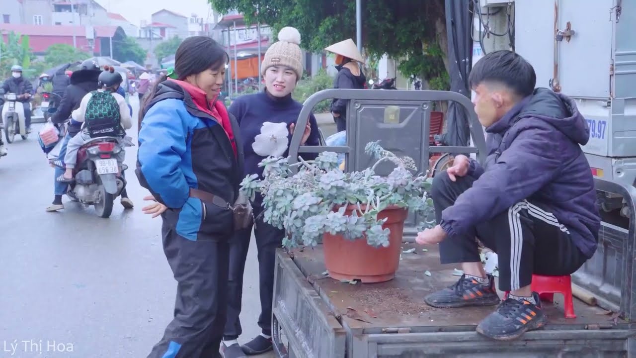 Harvesting Giant Pink Pebble Succulents on Dangerous Cliff | Shocking Discovery in the Wild