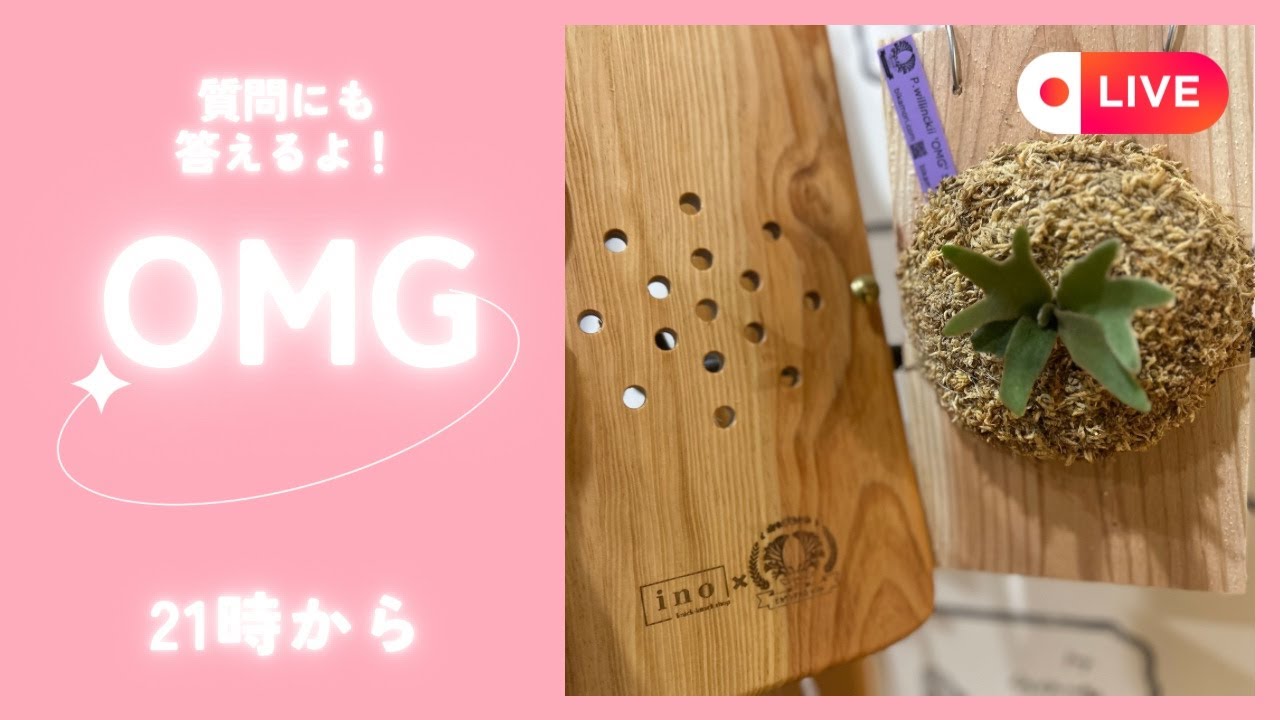 Platycerium ビカクシダOMG琉球松に板替え！ご依頼ありがとうございます。　ビカクシダ板付けLIVE21から！🍀2025.10.30