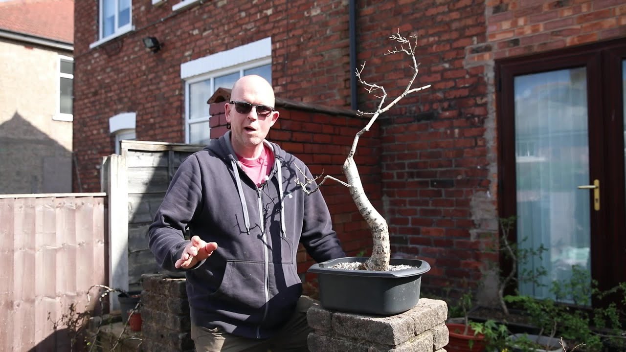 Removing new buds on my yamadori oak