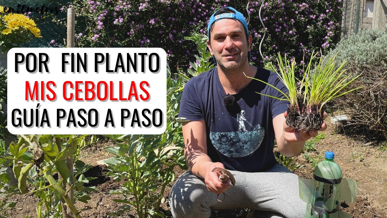 PLANTO LAS CEBOLLAS EN MI HUERTO: guía de cultivo paso a paso || en20metros