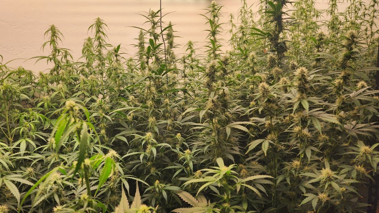 2025 Autoflower Update