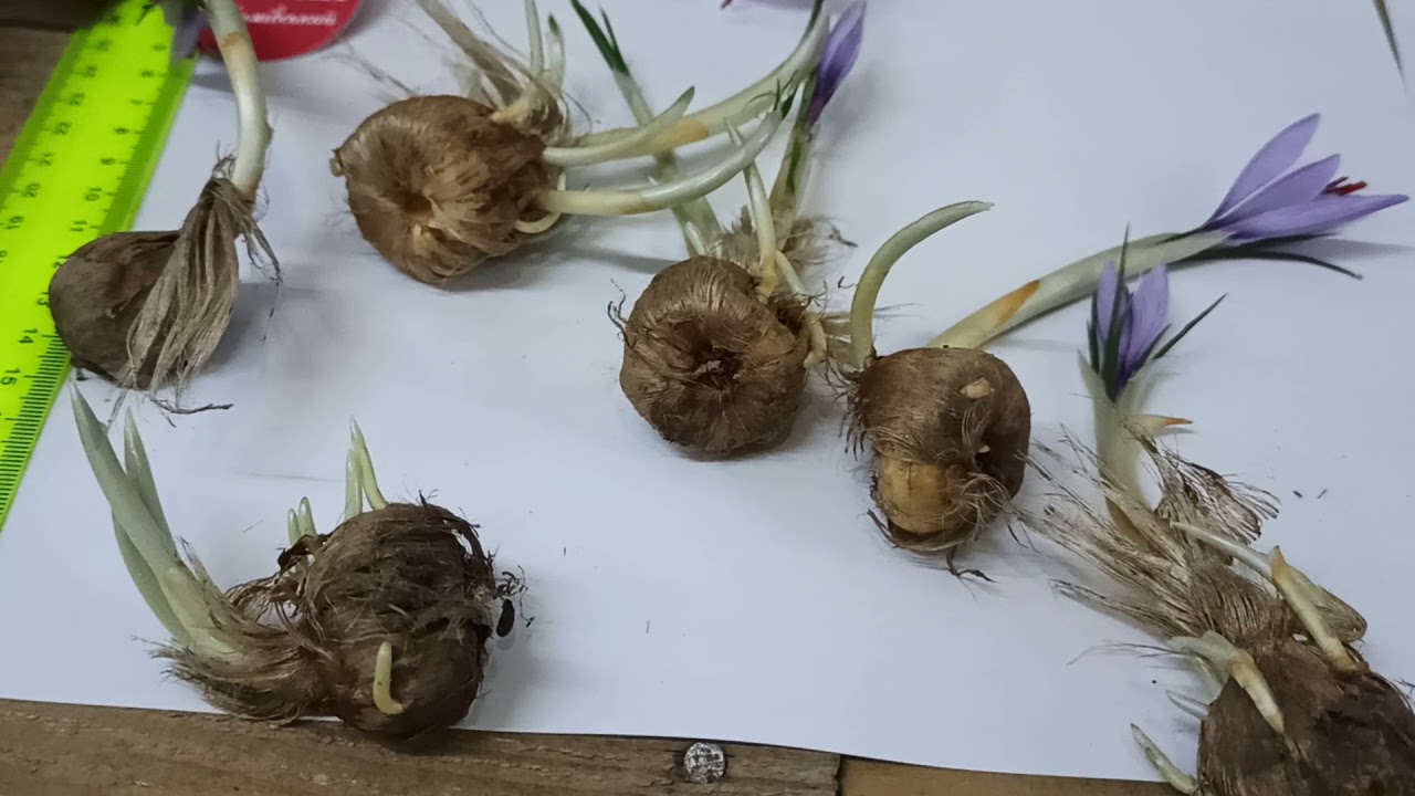 что нужно знать для выращивания шафрана 1