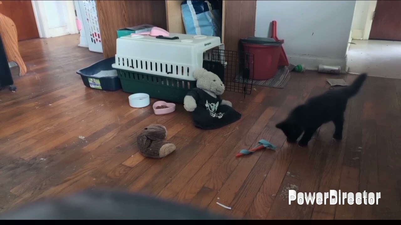 My New Cat Destiny Vlog #6