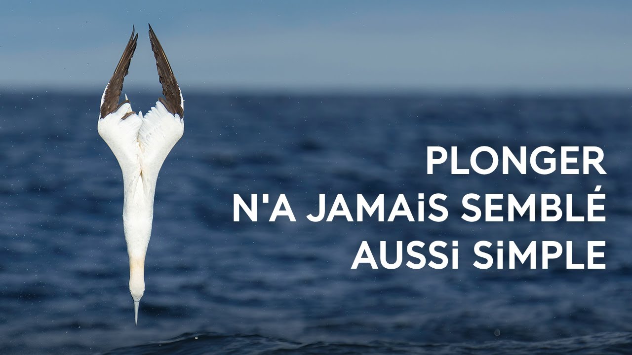 L'art du plongeon avec le fou de Bassan