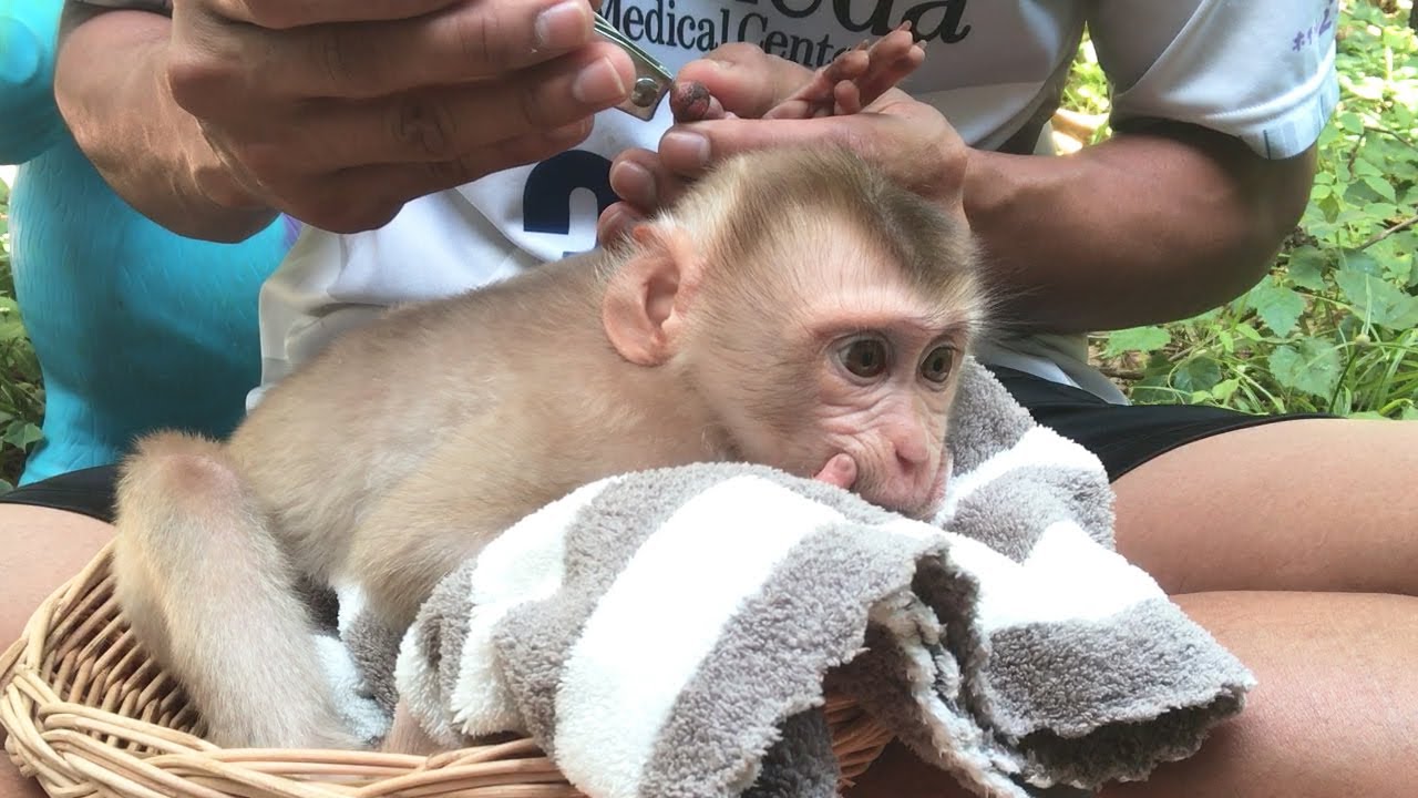 Amazing Pedicure & Manicure For Little Monkey Abbey By Dad Cutting Sharp & Long Nails