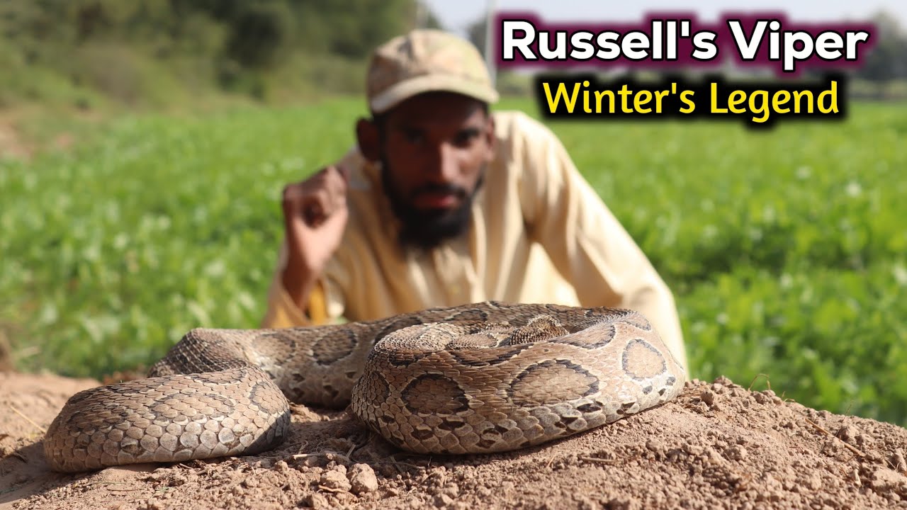 Russell's Viper Documentary| Dangerous snake of Indian subcontinent